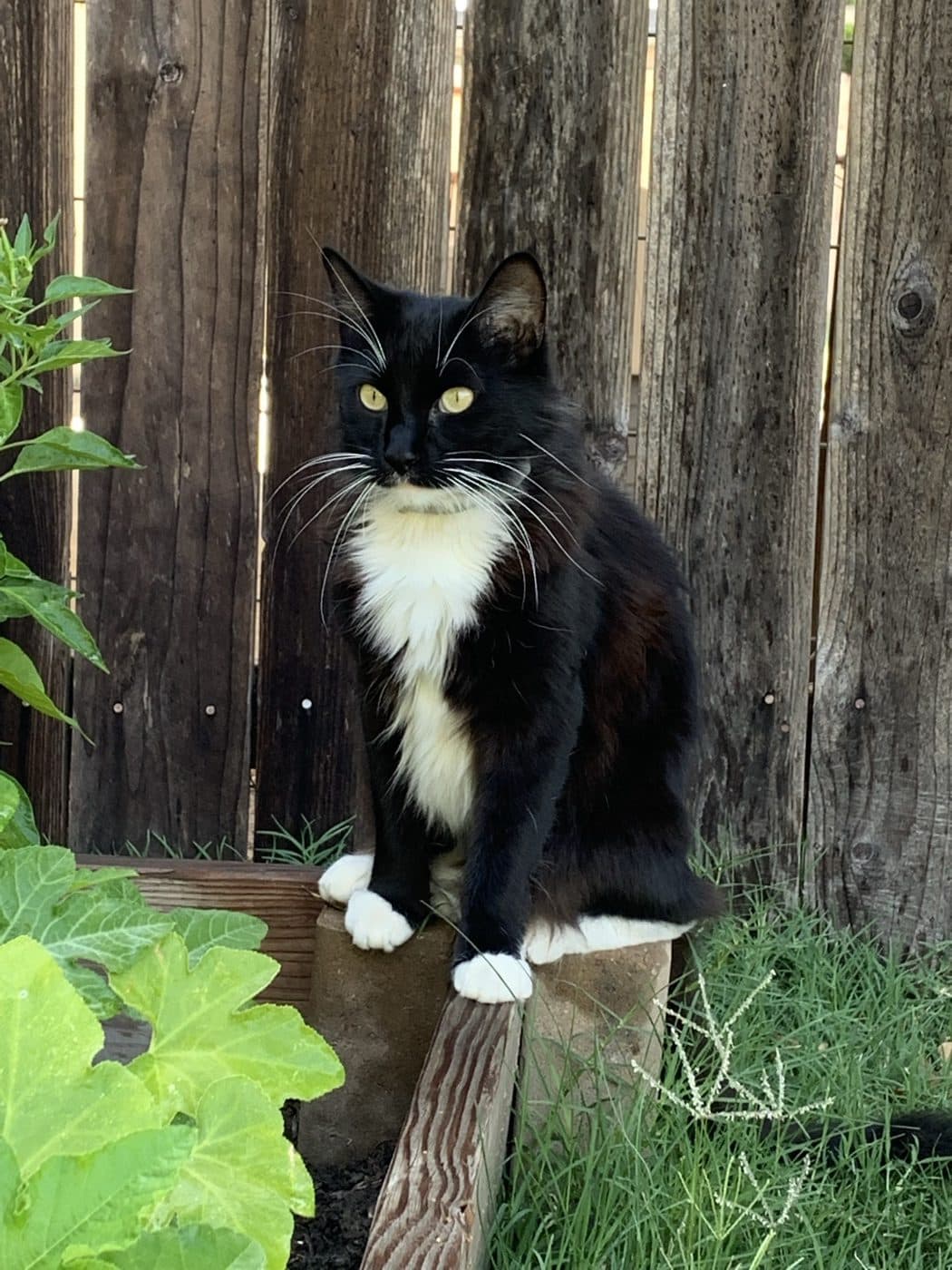Matt the cat