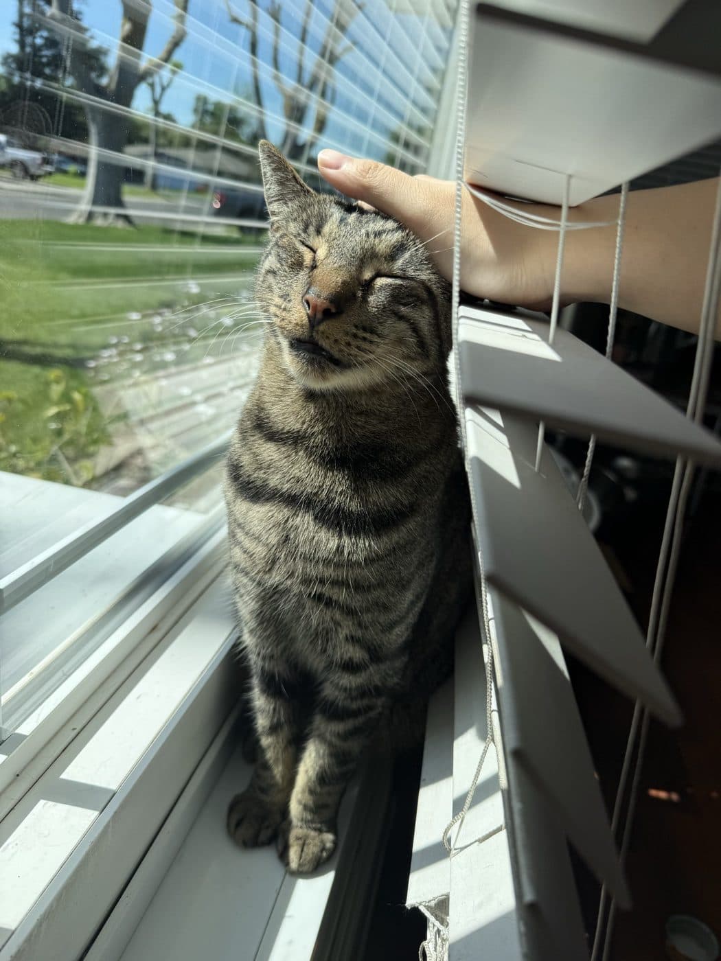 Ricky the cat